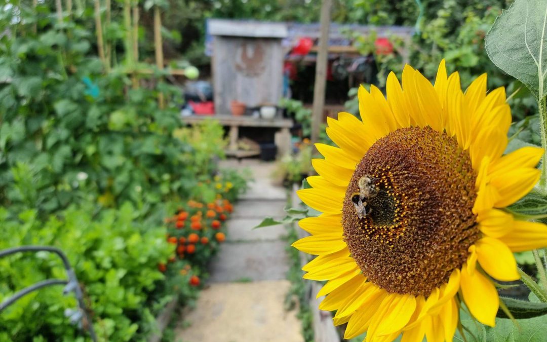 Station Rd Allotment Sunflower