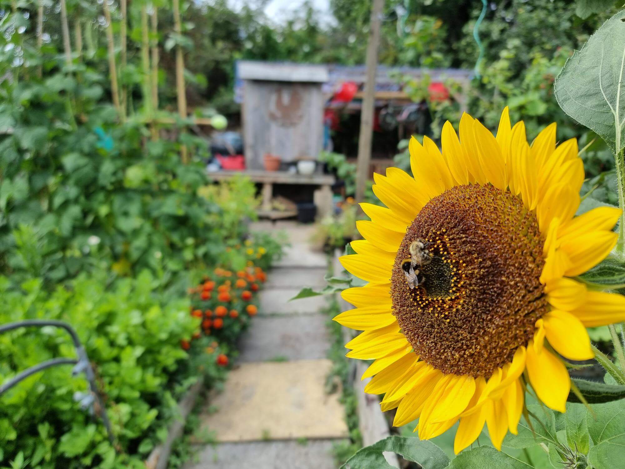 Station Rd Allotment Sunflower